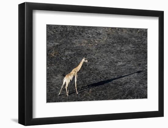 An aerial view of a giraffe (Giraffe camelopardalis) walking in the Okavango Delta after a bushfire-Sergio Pitamitz-Framed Photographic Print