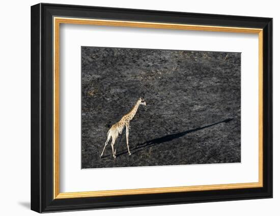 An aerial view of a giraffe (Giraffe camelopardalis) walking in the Okavango Delta after a bushfire-Sergio Pitamitz-Framed Photographic Print