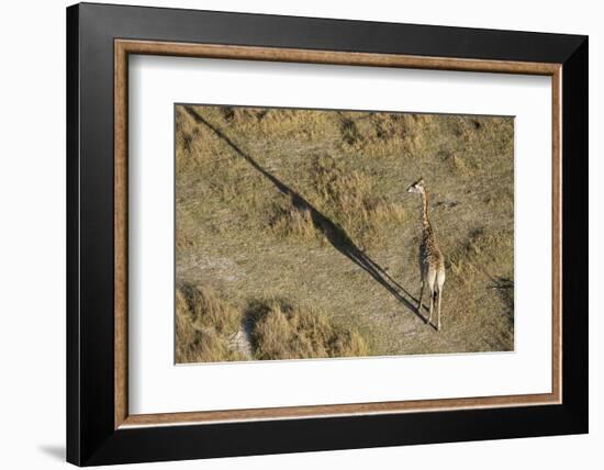 An aerial view of a giraffe (Giraffe camelopardalis) walking in the Okavango Delta, Botswana, Afric-Sergio Pitamitz-Framed Photographic Print