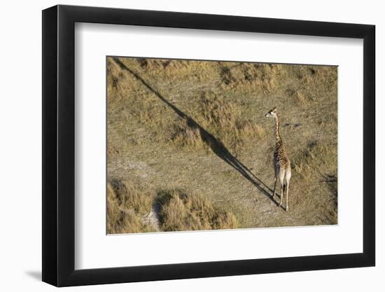 An aerial view of a giraffe (Giraffe camelopardalis) walking in the Okavango Delta, Botswana, Afric-Sergio Pitamitz-Framed Photographic Print