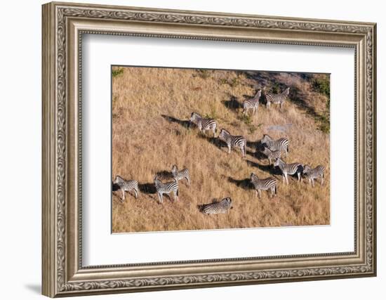 An aerial view of a herd of plains zebras, Equus quagga. Okavango Delta, Botswana.-Sergio Pitamitz-Framed Photographic Print