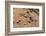 An aerial view of a herd of plains zebras, Equus quagga. Okavango Delta, Botswana.-Sergio Pitamitz-Framed Photographic Print