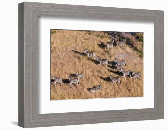 An aerial view of a herd of plains zebras, Equus quagga. Okavango Delta, Botswana.-Sergio Pitamitz-Framed Photographic Print