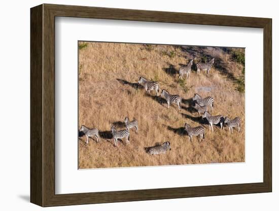 An aerial view of a herd of plains zebras, Equus quagga. Okavango Delta, Botswana.-Sergio Pitamitz-Framed Photographic Print