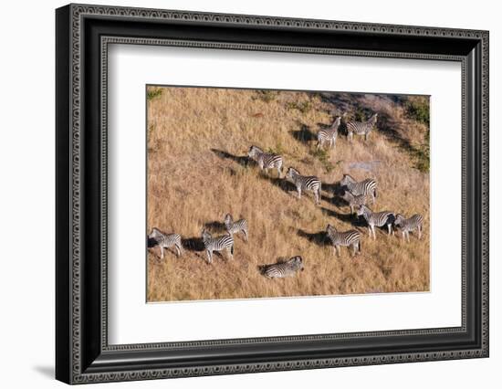 An aerial view of a herd of plains zebras, Equus quagga. Okavango Delta, Botswana.-Sergio Pitamitz-Framed Photographic Print