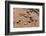 An aerial view of a herd of plains zebras, Equus quagga. Okavango Delta, Botswana.-Sergio Pitamitz-Framed Photographic Print