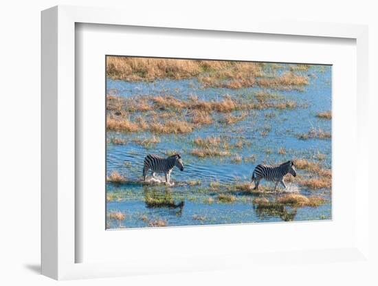 An aerial view of plains zebras walking in a flood plain. Okavango Delta, Botswana.-Sergio Pitamitz-Framed Photographic Print