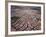 An Aerial View of the Residential Area of Las Vegas, October 2000-null-Framed Photographic Print