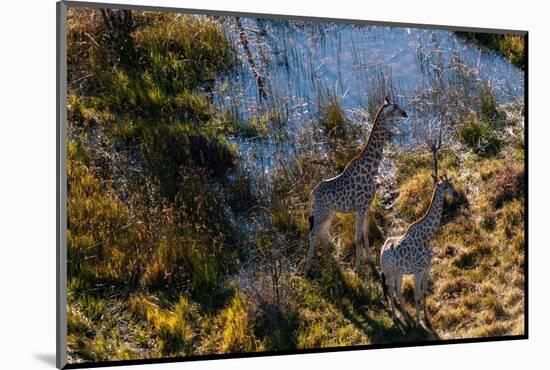 An aerial view of two southern giraffes, Giraffa camelopardalis. Okavango Delta, Botswana.-Sergio Pitamitz-Mounted Photographic Print