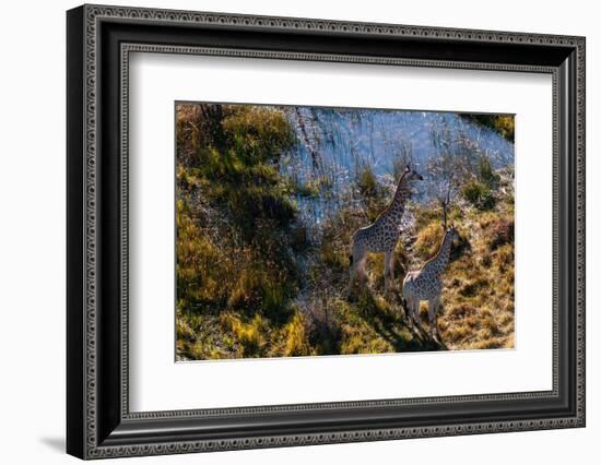 An aerial view of two southern giraffes, Giraffa camelopardalis. Okavango Delta, Botswana.-Sergio Pitamitz-Framed Photographic Print