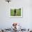 An Afghan Farmer Working-null-Framed Photographic Print displayed on a wall