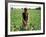 An Afghan Farmer Working-null-Framed Photographic Print