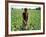 An Afghan Farmer Working-null-Framed Photographic Print