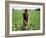 An Afghan Farmer Working-null-Framed Photographic Print