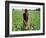 An Afghan Farmer Working-null-Framed Photographic Print