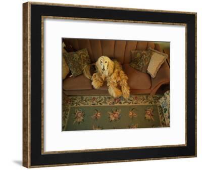 An Afghan Hound Lies On A Sofa Photographic Print By Art Com An Afghan Hound Lies On A Sofa Photographic Print By Art Com