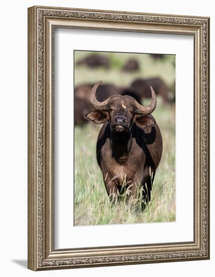 An African buffalo, Syncerus caffer, looking at the camera. Voi, Tsavo National Park, Kenya.-Sergio Pitamitz-Framed Photographic Print