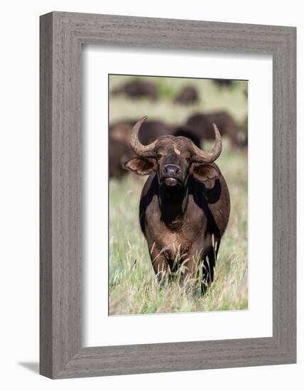 An African buffalo, Syncerus caffer, looking at the camera. Voi, Tsavo National Park, Kenya.-Sergio Pitamitz-Framed Photographic Print