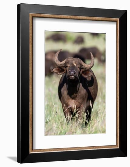 An African buffalo, Syncerus caffer, looking at the camera. Voi, Tsavo National Park, Kenya.-Sergio Pitamitz-Framed Photographic Print