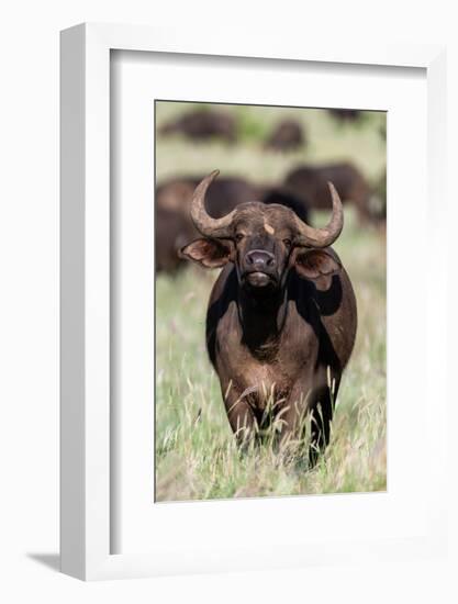 An African buffalo, Syncerus caffer, looking at the camera. Voi, Tsavo National Park, Kenya.-Sergio Pitamitz-Framed Photographic Print