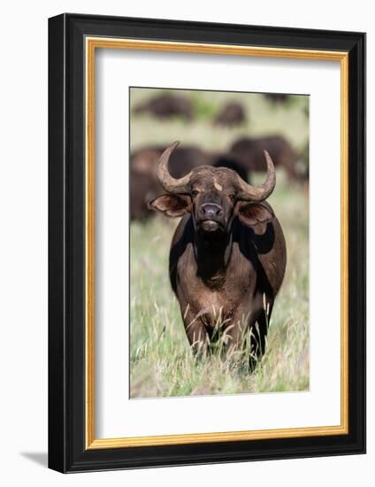 An African buffalo, Syncerus caffer, looking at the camera. Voi, Tsavo National Park, Kenya.-Sergio Pitamitz-Framed Photographic Print