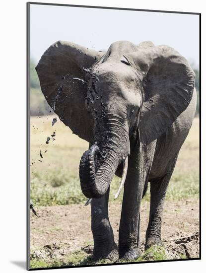 An African bush elephant (Loxodonta africana) at a watering hole, Zambia-Michael Nolan-Mounted Photographic Print