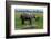 An African elephant and common zebras drinking at waterhole. Amboseli National Park, Kenya, Africa.-Sergio Pitamitz-Framed Photographic Print