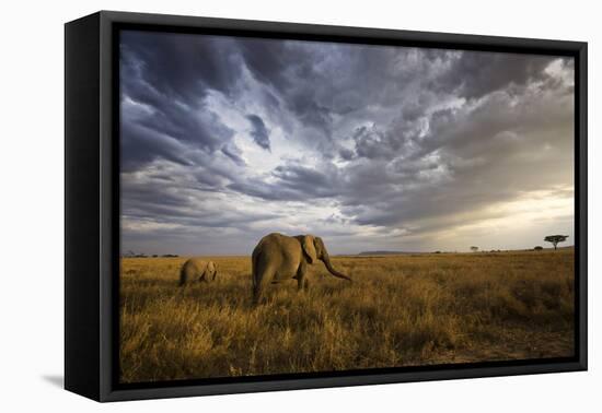 An African Elephant at Sunset in the Serengeti National Park, Tanzania, Africa.-ClickAlps-Framed Premier Image Canvas