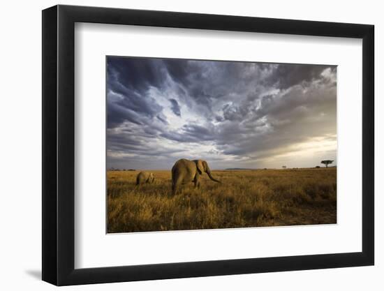 An African Elephant at Sunset in the Serengeti National Park, Tanzania, Africa.-ClickAlps-Framed Photographic Print
