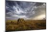An African Elephant at Sunset in the Serengeti National Park, Tanzania, Africa.-ClickAlps-Mounted Photographic Print