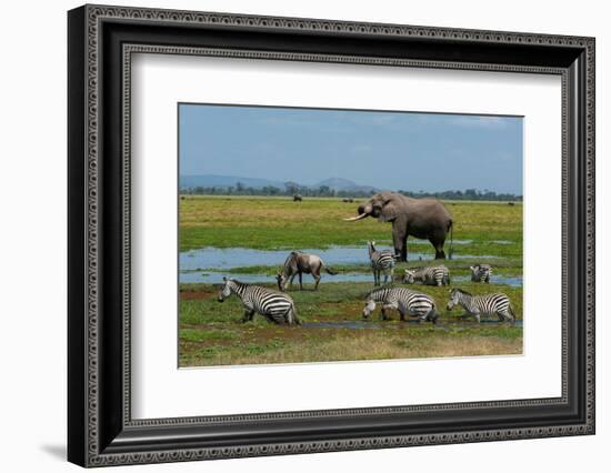 An African elephant, common zebras, and a wildebeest drinking at a waterhole. Amboseli NP, Kenya.-Sergio Pitamitz-Framed Photographic Print