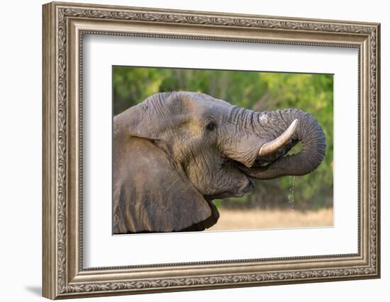 An African elephant drinking in Okavango Delta. Botswana.-Sergio Pitamitz-Framed Photographic Print