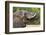 An African elephant drinking in Okavango Delta. Botswana.-Sergio Pitamitz-Framed Photographic Print