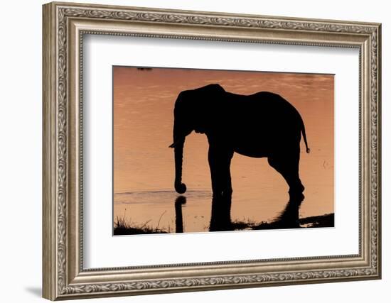 An African elephant drinking in the Khwai River at sunset, Okavango Delta, Botswana.-Sergio Pitamitz-Framed Photographic Print