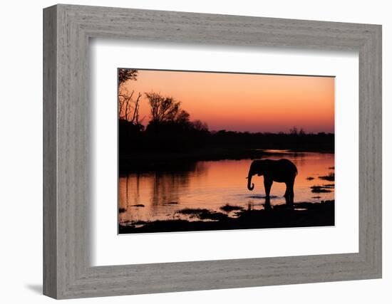An African elephant drinking in the Khwai River at sunset, Okavango Delta, Botswana.-Sergio Pitamitz-Framed Photographic Print