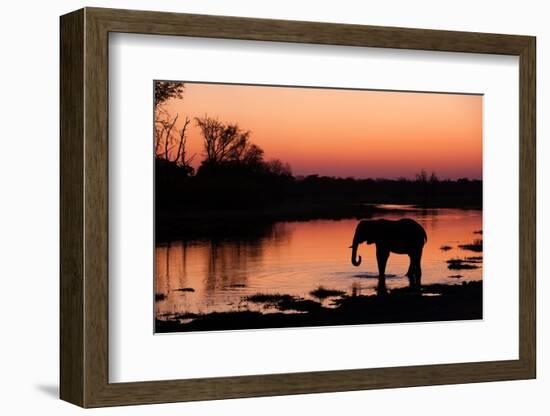 An African elephant drinking in the Khwai River at sunset, Okavango Delta, Botswana.-Sergio Pitamitz-Framed Photographic Print