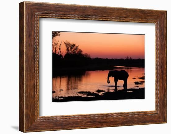 An African elephant drinking in the Khwai River at sunset, Okavango Delta, Botswana.-Sergio Pitamitz-Framed Photographic Print