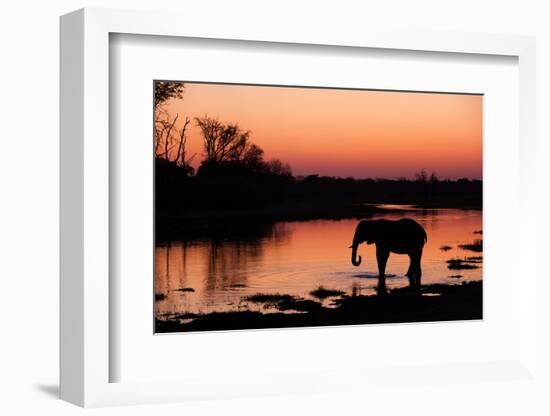 An African elephant drinking in the Khwai River at sunset, Okavango Delta, Botswana.-Sergio Pitamitz-Framed Photographic Print
