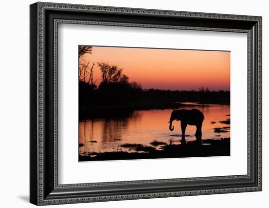 An African elephant drinking in the Khwai River at sunset, Okavango Delta, Botswana.-Sergio Pitamitz-Framed Photographic Print