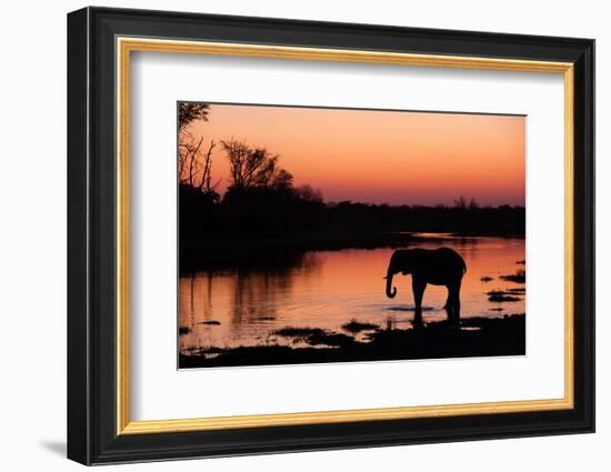 An African elephant drinking in the Khwai River at sunset, Okavango Delta, Botswana.-Sergio Pitamitz-Framed Photographic Print