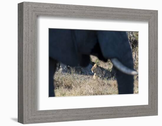 An African elephant (Loxodonta african) walks by a lion pride (Panthera leo), Botswana, Africa-Sergio Pitamitz-Framed Photographic Print