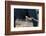 An African elephant (Loxodonta african) walks by a lion pride (Panthera leo), Botswana, Africa-Sergio Pitamitz-Framed Photographic Print