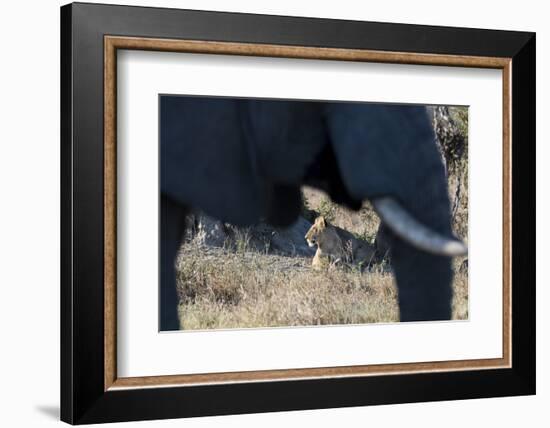 An African elephant (Loxodonta african) walks by a lion pride (Panthera leo), Botswana, Africa-Sergio Pitamitz-Framed Photographic Print