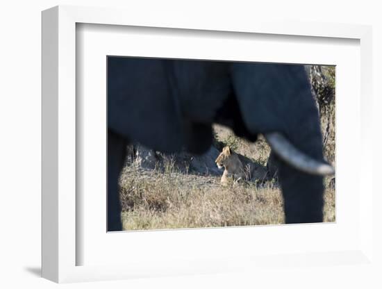 An African elephant (Loxodonta african) walks by a lion pride (Panthera leo), Botswana, Africa-Sergio Pitamitz-Framed Photographic Print