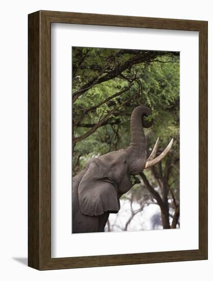 An African elephant (Loxodonta africana) browsing on tree leaves, Khwai Concession, Okavango Delta,-Sergio Pitamitz-Framed Photographic Print