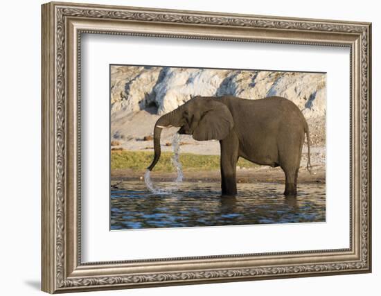 An African elephant (Loxodonta africana) drinking, Chobe river, Chobe National Park, Botswana, Afri-Sergio Pitamitz-Framed Photographic Print