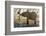 An African elephant (Loxodonta africana) drinking, Chobe river, Chobe National Park, Botswana, Afri-Sergio Pitamitz-Framed Photographic Print