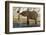 An African elephant (Loxodonta africana) drinking, Chobe river, Chobe National Park, Botswana, Afri-Sergio Pitamitz-Framed Photographic Print