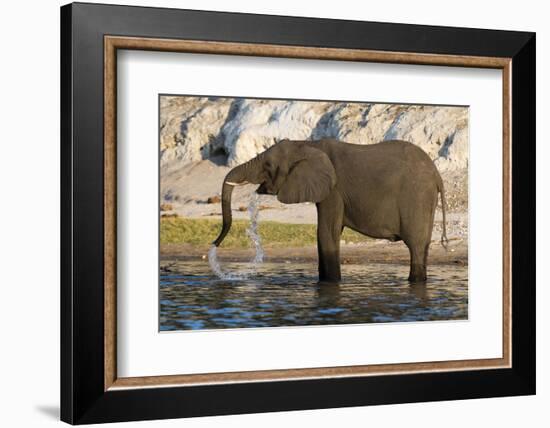 An African elephant (Loxodonta africana) drinking, Chobe river, Chobe National Park, Botswana, Afri-Sergio Pitamitz-Framed Photographic Print