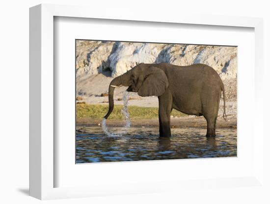 An African elephant (Loxodonta africana) drinking, Chobe river, Chobe National Park, Botswana, Afri-Sergio Pitamitz-Framed Photographic Print